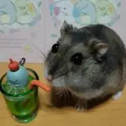 まめの画像