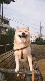 salashiba2000