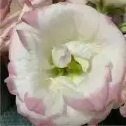 アイリスの画像