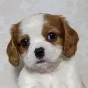 ミルタンク