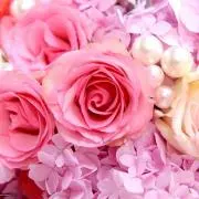 roseの画像