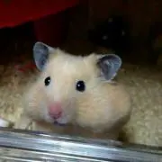 にゃんこ先生