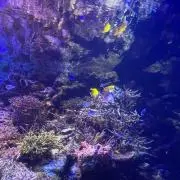 せらの画像