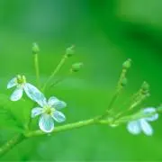 sayoの画像