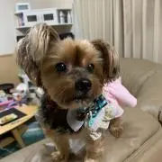 チェリーの画像