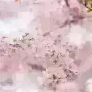 いずみの画像