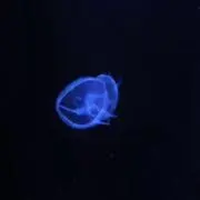 海月の画像