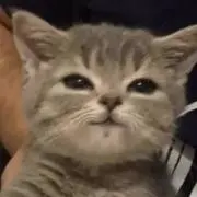 耳の画像