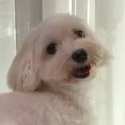 hihoriの画像