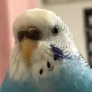 chikanaの画像