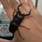 福岡クワガタの画像