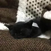 くろの画像