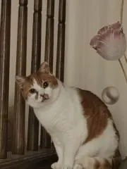 ぜろすきっぱーの画像