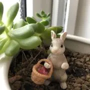 ショコラの画像