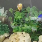 しゅんだい