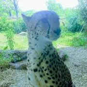 ラム