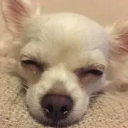 りま