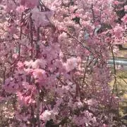 嫁っ子の画像