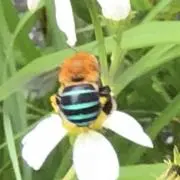 Go
