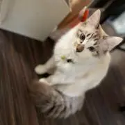 CAT’s DADDY
