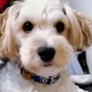 ドル