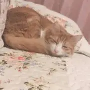 おとの画像