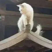 さえの画像