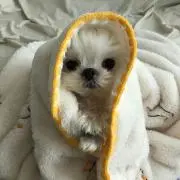 RRの画像