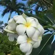 蜜柑の画像
