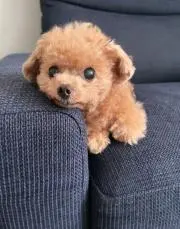 ぱーぷるの画像