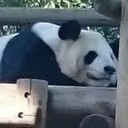 はなちゃん