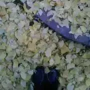 LUCAの画像