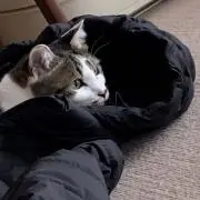 まの画像