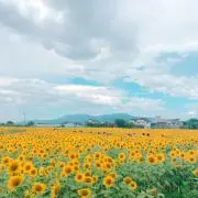 ゆん