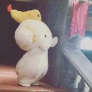 麦の画像