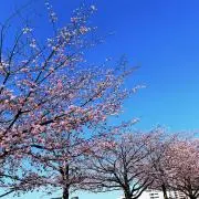 HRayghの画像