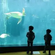 ちょこりの画像