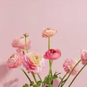 ぴまの画像