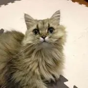 レオ