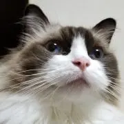 とだな