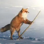 雪猫