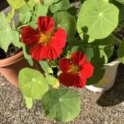 まろの画像