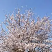むぎのくん。