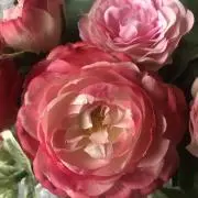 カメリィの画像