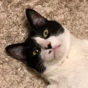 ぱん太の画像