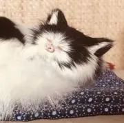 ミミの画像