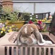 シロの画像