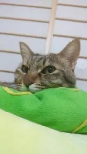 トリッシュの画像