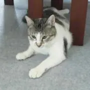 キョウカママ