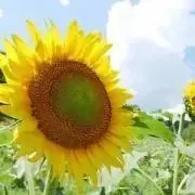 かおりん